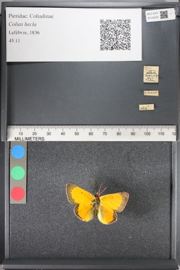 Media type: image;   Entomology 124203